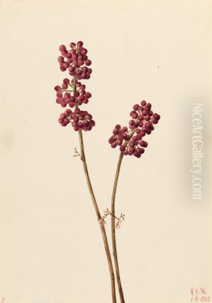 Beauty Berry (Callicarpa americana) - view 1