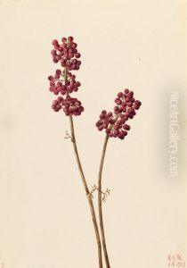 Beauty Berry (Callicarpa americana) by Mary Vaux Walcott