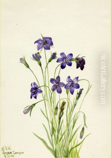 Bellflower (Campanula) - view 1
