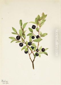 Big Whortleberry (Vaccinium membranaceum) by Mary Vaux Walcott