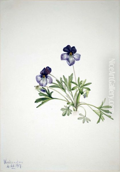 Birdsfoot Violet (Viola pedata) - view 1