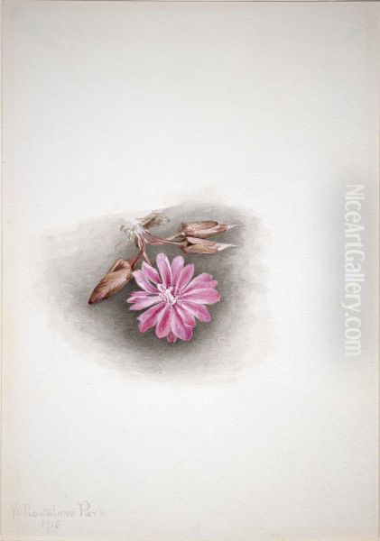 Bitterroot (Lewisia redivivia) - view 1