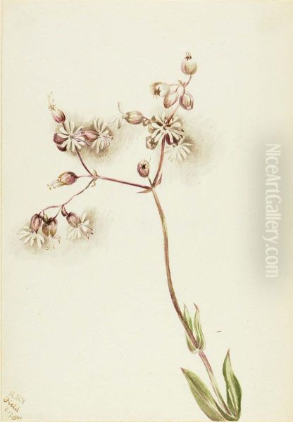 Bladder Campion (Silene latifolia) - view 1