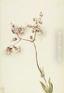 Bladder Campion (Silene latifolia) by Mary Vaux Walcott