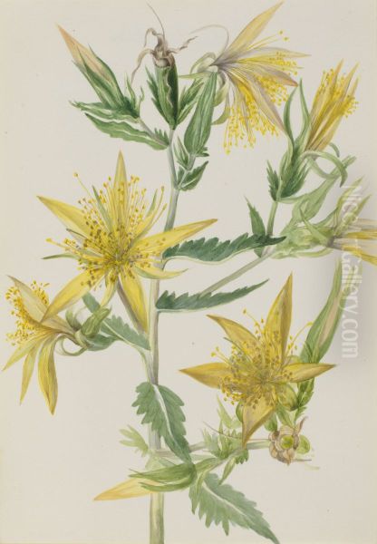 Blazing Star (Mentzelia laevicaulis) - view 1