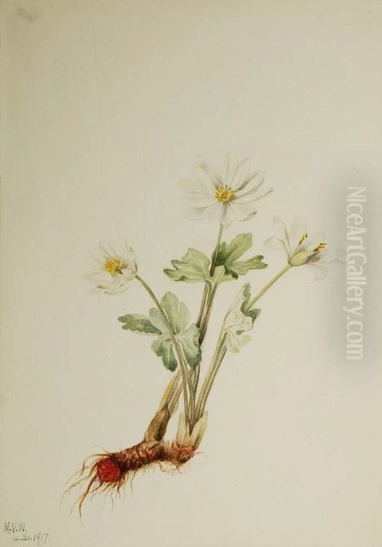 Bloodroot (Sanguinaria canadensis) - view 1