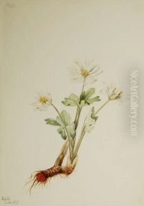 Bloodroot (Sanguinaria canadensis) by Mary Vaux Walcott