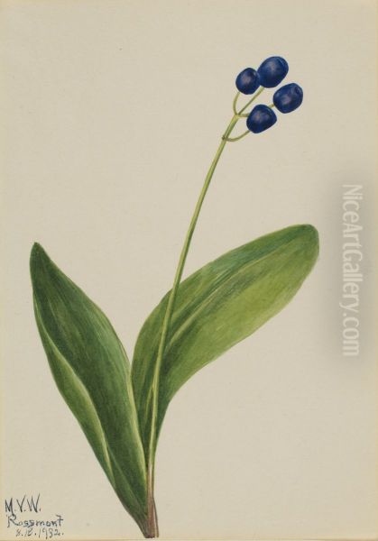 Blue Bead (Clintonia borealis) - view 1