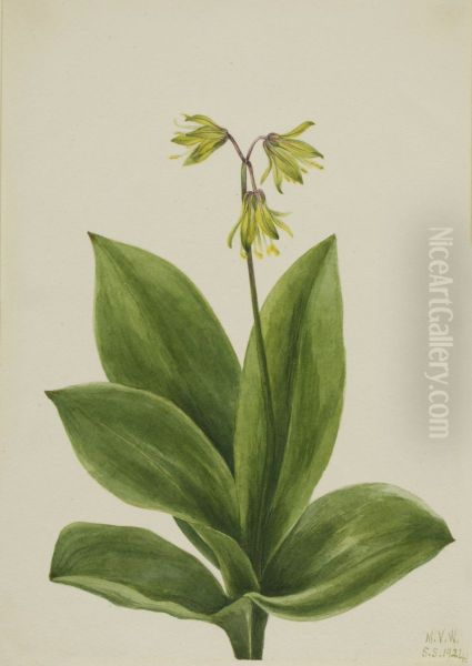 Blue Bead (Clintonia borealis) - view 1