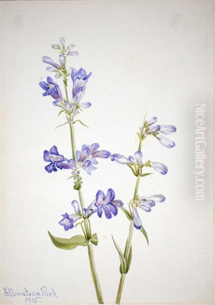 Blue Beard-Tongue (Pentstemon) - view 1