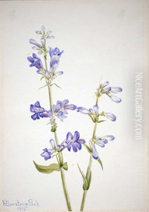 Blue Beard-Tongue (Pentstemon)