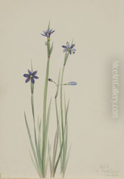 Blue-eyed-grass (Sisyrinchium angustifolium) - view 1