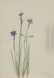 Blue-eyed-grass (Sisyrinchium angustifolium)