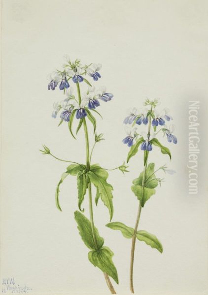 Blue-Eyed Mary (Collinsia verna) - view 1