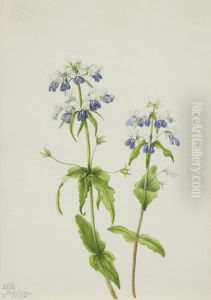 Blue-Eyed Mary (Collinsia verna) by Mary Vaux Walcott