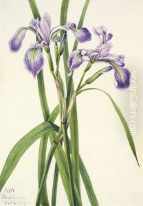 Blueflag Iris (Iris versicolor) by Mary Vaux Walcott