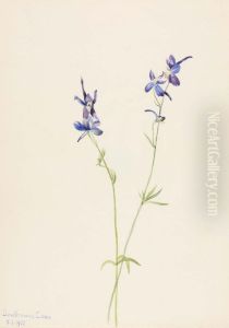 Blue Larkspur (Delphinium nuttallianum)