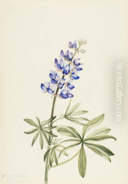 Blue Lupine (Lupinus argenteus) - view 1