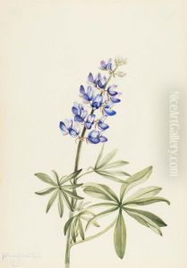 Blue Lupine (Lupinus argenteus)