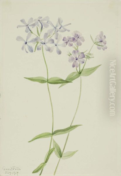 Blue Phlox (Phlox divaricata) - view 1