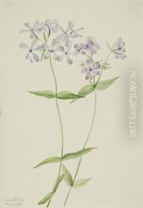 Blue Phlox (Phlox divaricata)