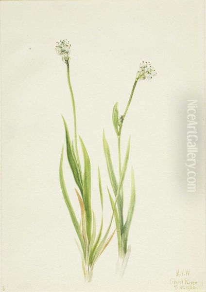 Bog-Asphodel (Tofieldia intermedia) - view 1