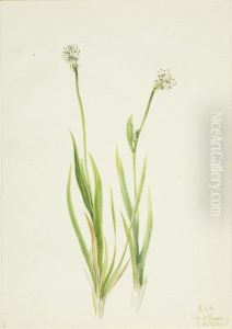 Bog-Asphodel (Tofieldia intermedia) Bog-Asphodel (Tofieldia intermedia)