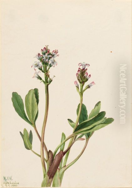 Bogbean (Menyanthes trifoliata) - view 1