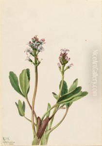 Bogbean (Menyanthes trifoliata) by Mary Vaux Walcott