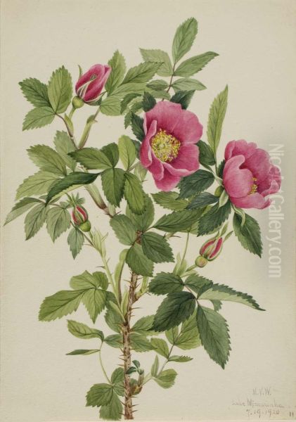 Bourgeau Rose (Rosa bourgeauiana) - view 1