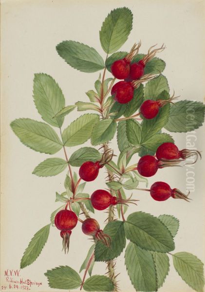 Bourgeau Rose (Rosa bourgeauiana) - view 1