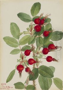 Bourgeau Rose (Rosa bourgeauiana)
