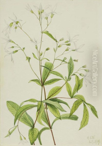 Bowmansroot (Porteranthus trifoliatus) - view 1