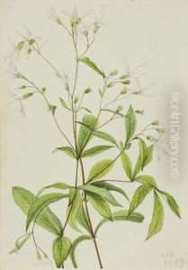 Bowmansroot (Porteranthus trifoliatus) by Mary Vaux Walcott
