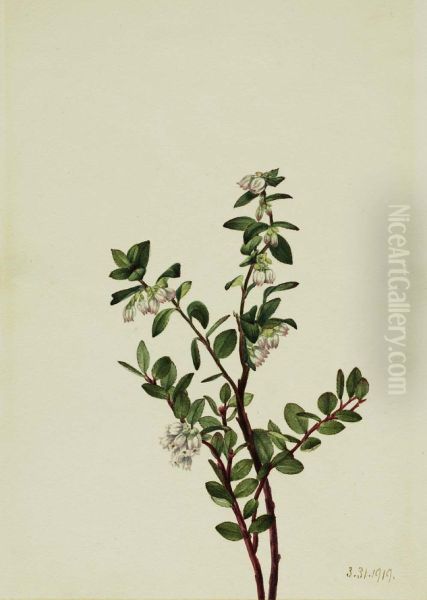 Box Huckleberry (Gaylussacia brachycera) - view 1