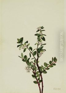 Box Huckleberry (Gaylussacia brachycera) Box Huckleberry (Gaylussacia brachycera)