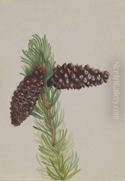Bristle-Cone Pine (Pinus aristata) - view 1