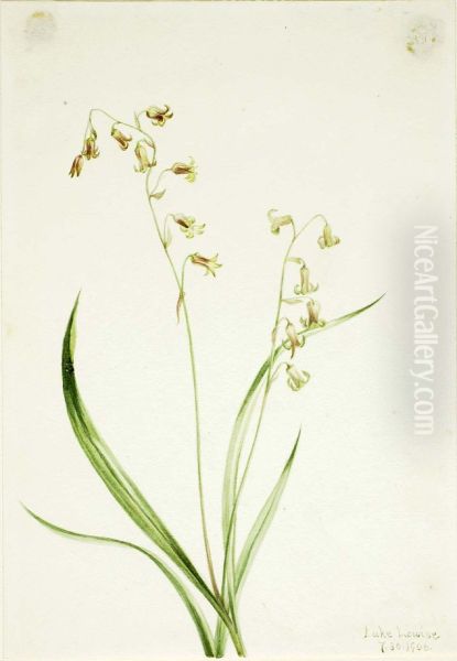 Bronzebells (Stenanthium occidentale) - view 1