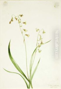 Bronzebells (Stenanthium occidentale) Bronzebells (Stenanthium occidentale)