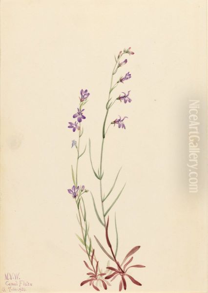 Brook Lobelia (Lobelia kalmii) - view 1