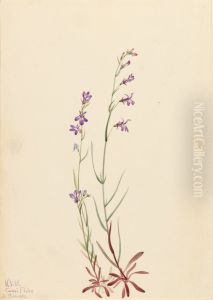 Brook Lobelia (Lobelia kalmii) Brook Lobelia (Lobelia kalmii)
