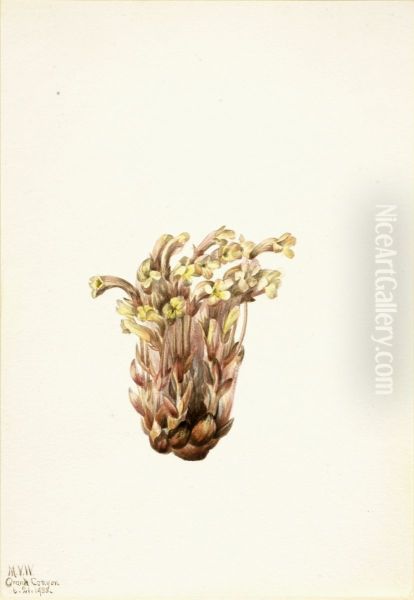 Broomrape (Orobanche fasciculata) - view 1