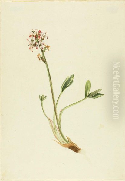 Buckbean (Menyanthes trifoliata) - view 1