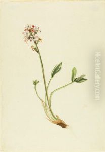 Buckbean (Menyanthes trifoliata) by Mary Vaux Walcott