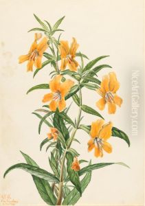 Buff Monkeyflower (Diplacus longiflorus) by Mary Vaux Walcott