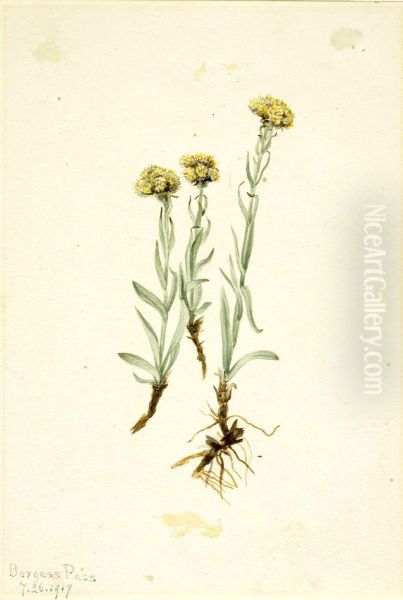 Buff Pussytoes (Antennaria luzuloides) - view 1