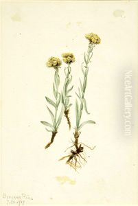 Buff Pussytoes (Antennaria luzuloides)
