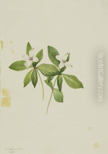 Bunchberry (Cornus canadensis) - view 1