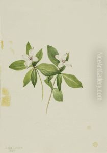 Bunchberry (Cornus canadensis)