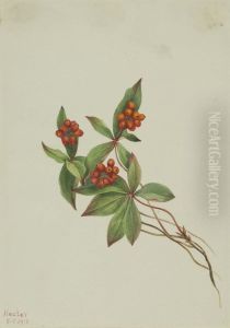 Bunchberry (Cornus canadensis)